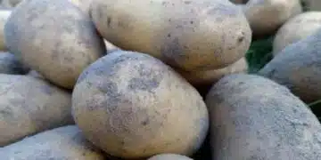 Защо опитните готвачи добавят уасаби и спанак към картофеното пюре? 3