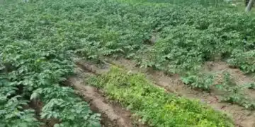 Ето коя грешка кара картофите да растат неправилно 11