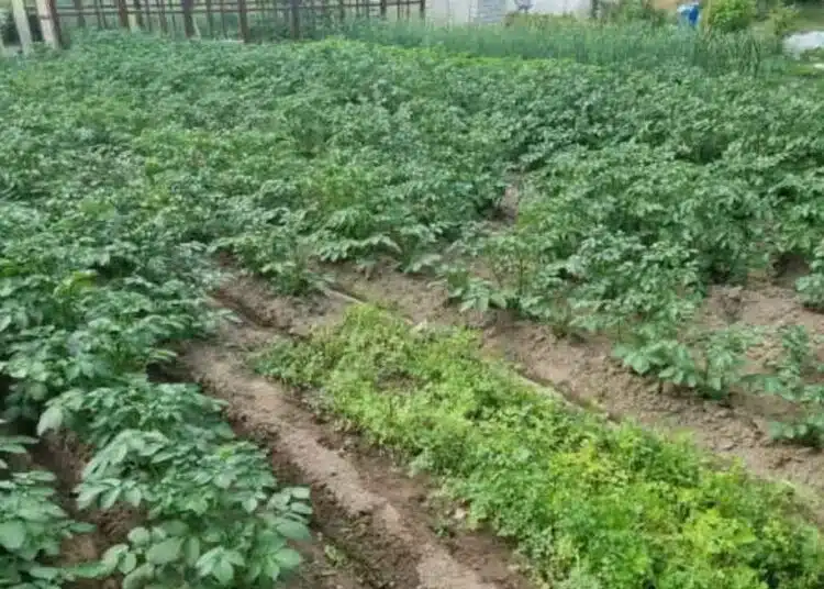 Ето коя грешка кара картофите да растат неправилно 1