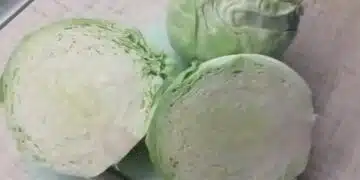 Още една рецепта за кисело зеле - можете да ядете на следващия ден 11