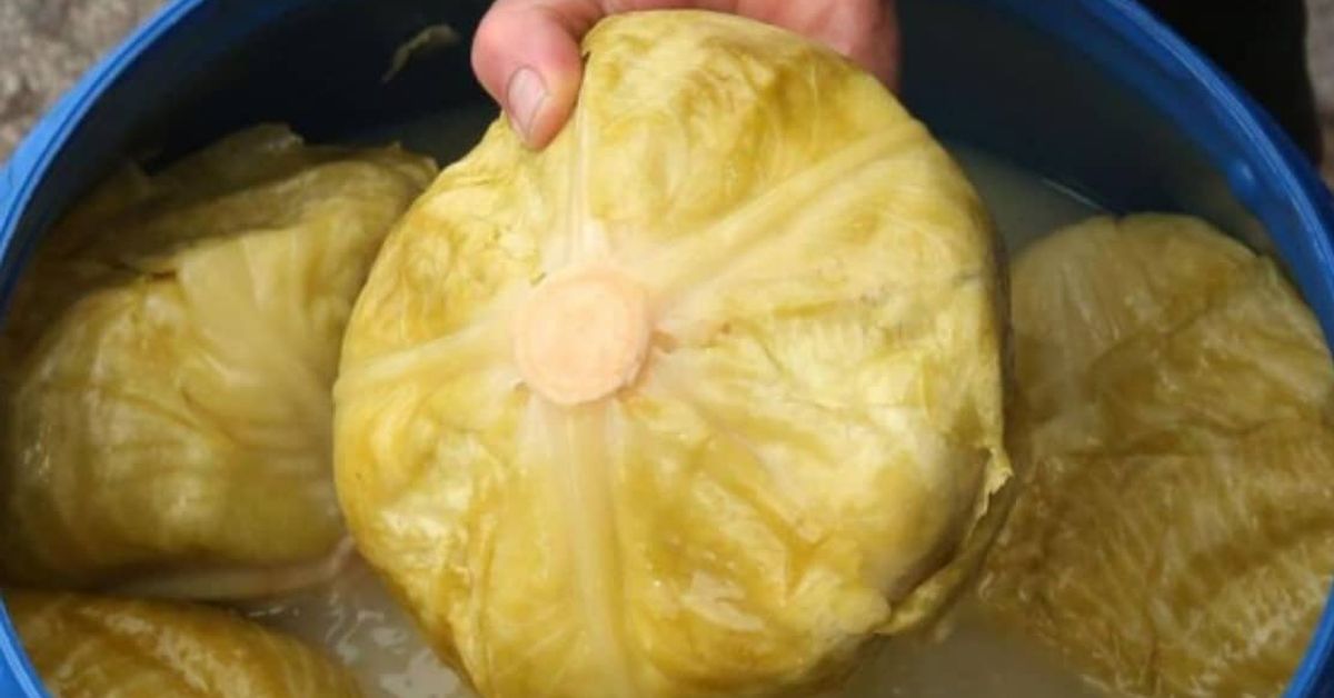 Помага или вреди киселото зеле на жлъчка - вижте сами Ръка вади цяла глава кисело зеле, ферментирало в синьо буре.