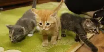 Защо всяка котка трябва да има електронна мишка? 15