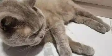 Какво да направите, ако сте уморени от постоянната миризма от котешката тоалетна: 13