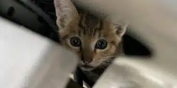 Жена с голямо сърце спаси котенца, помогнаха ѝ и други добри хора, доброто е заразно! 5