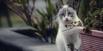 Как котките помагат да се справим с безпокойството? 7