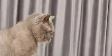 Навик който показва, че на вашата котка и липсва внимание 2