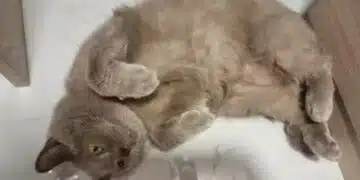 Вярно ли е, че котката трябва да се храни с едно и също нещо през целия си живот? Полезна информация 9