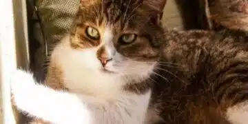 Защо котката не напуска стопанина си: 4 възможни причини 9