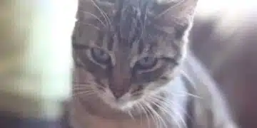 Поради каква причина котката мяука през нощта: разберете и можете да спите спокойно 13
