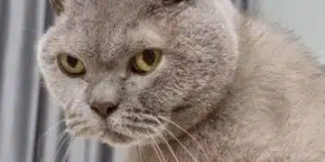 Помнят имената ни: какво знаят котките за стопаните си 13