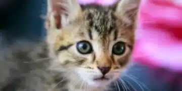 Как една котка казва "благодаря"? Знаци на любов и благодарност 8