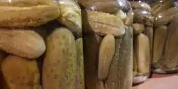 Кои краставици са по-здравословни - пресни или осолени? Правилният отговор ще изненада много гастрономи 12