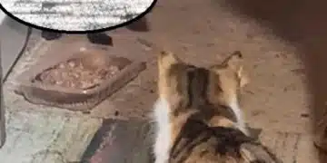 Мъж от Перник даде храна на котката си, но неочаквано дойде неканен гост 2