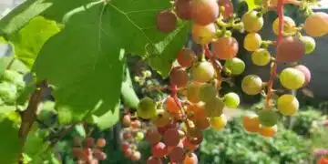 Как правилно да покриете гроздето: лозата няма да изсъхне или замръзне - всеки градинар трябва да знае 3