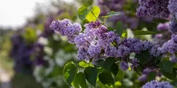 В Родопите люляци цъфнаха - ето какво значи това за зимния период 6