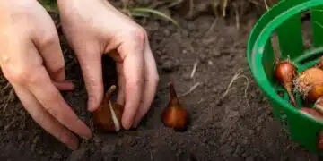 Следвайте тези препоръки и луковиците на цветята ще издържат цяла зима без никакъв проблем 1