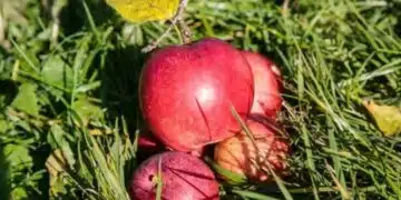 Изпечете ябълките по този начин и те ще станат много вкусни (Рецепта) 1