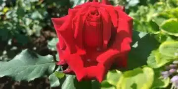 Кои многогодишни цветя трябва да бъдат покрити за зимата: дори опитни градинари правят грешки 4