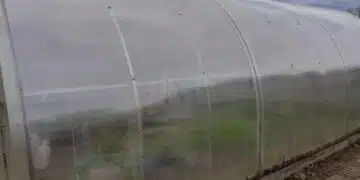 Какво трябва да се направи с оранжерията през октомври: 3 задължителни действия 1