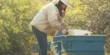 Заради внос на евтин мед, пчелари недоволстват и масово изоставят пчелините 2