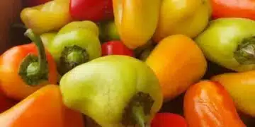 Кой пипер е по-добър - жълт, зелен или червен? Оказва се, че цветът е от голямо значение 13