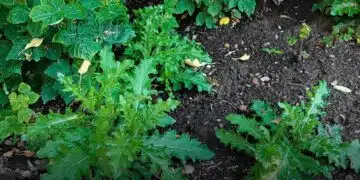 Какви тайни крият плевелите във вашата градина 4