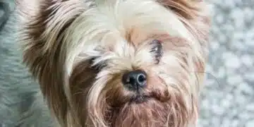 3 знака, които показват, че сте обичани от вашето куче 5