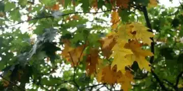 Вижте какво ще бъде времето на 13 октомври 9