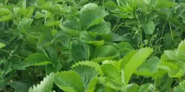 Задължително направете това с ягодите през октомври, за да имате богата реколта следващия сезон 1