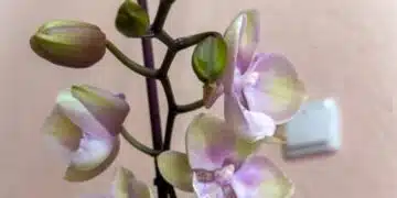 Добавям около 1 чаша! След което увяхващата орхидея започва да се развива като полудяла 4
