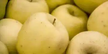 Плодов рекорд! Ето колко тежи най-тежката ябълка в света 7