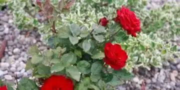 Подготовка за зимуване: грижа за розите през октомври, които всеки цветар трябва да спази 3