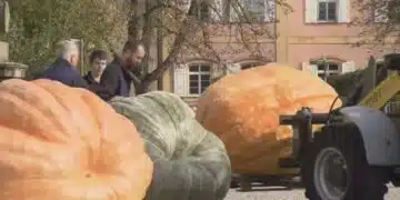 Интересно състезание се проведе с тикви в германския град Лудвигсбург 4