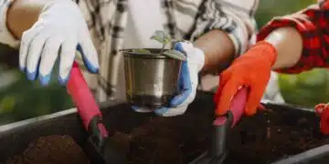 Ето как правилно да използвате утайка от кафе като тор във вашата градина 6