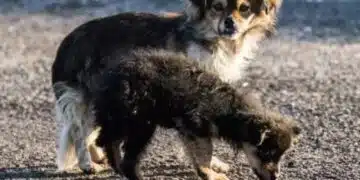 Какво да направите, ако вашето кученце лае и скимти през цялото време? 1