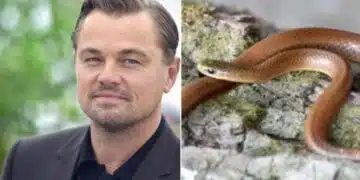 Нов вид змия е кръстен на Леонардо ди Каприо. И ето защо 8