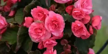 Кога и как правилно да пресаждате бегония: тайни на грижите 6