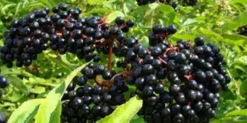 Ползи от бъза за които малцина знаят 5