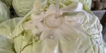 Вдигна ли сушата цената на зелето и доведе ли до по-малко продукция? 3