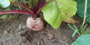 Защо цвеклото и морковите имат „брада“: 4 основни причини 3