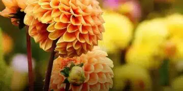 За всеки цветар! ето кога трябва да засадите далии 7