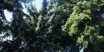 Възможно ли е да засадите борови и смърчови дървета на собствения си парцел: има риск - това не е въпрос на суеверие 2