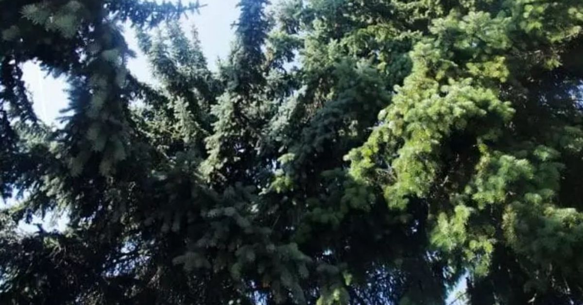 Възможно ли е да засадите борови и смърчови дървета на собствения си парцел: има риск - това не е въпрос на суеверие Поглед нагоре към гъсти клони на иглолистни дървета с различни нюанси на зелено.