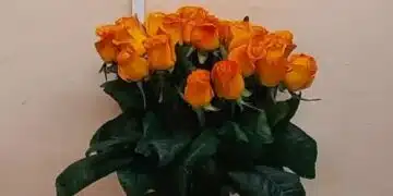 Защо се добавя аспирин към цветята: таен еликсир 13