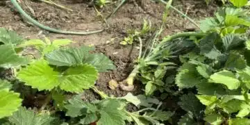 Как горчицата на прах може да помогне на градинаря: всеки трябва да знае 1