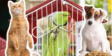 Разкрити са топ грешки, които съкращават живота на нашите домашни любимци – никога не ги правете 1