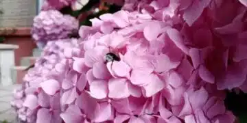 Възможно ли е да се засаждат хортензии до иглолистни дървета: не всички знаят правилния отговор 5