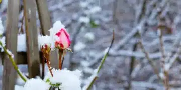 Те ще изгният, ще почернеят, ще замръзнат: назовани са топ 5 грешки при покриването на розите 1