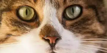 Колко пъти на ден трябва да храните котка: какво съветват ветеринарите? 12