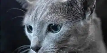 Какво наистина обичат домашните котки: 5 неща, от които животните се радват 2